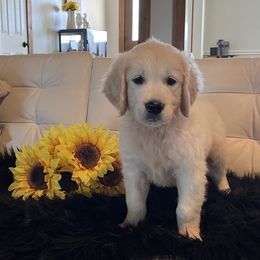Daisy - Light golden female Golden Retriever puppy in Ennis, Texas from Amberidge Golden Retrievers