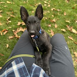 Dutch Shepherd Puppies from TecK9s