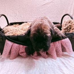 Cider - Red female Cane Corso puppy in Russellville, Missouri from Soaring Royalty Canines LLC