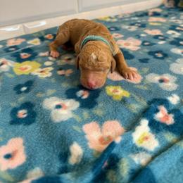 Iris - Apricot male Poodle puppy in Queen Creek, Arizona from Desert Dusted Poodles