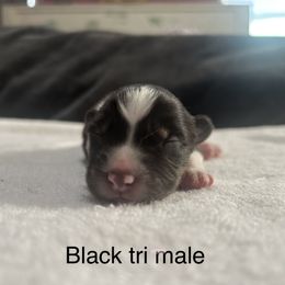 Boy 1 - Black tri-color Australian Shepherd puppy in Salem, Oregon from Cherry City Kennels
