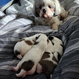 Shih Tzu Puppies from Tae's Shih Tzu Puppies