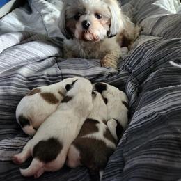 Shih Tzu Puppies from Tae's Shih Tzu Puppies