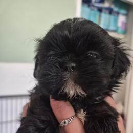 Kermit - Black male Shih Tzu puppy in Green Valley Lake, California from All American Shih Tzu Puppies