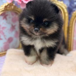Zoe - Black and tan female Pomeranian puppy in Gilroy, California from Belt Fed Kennels