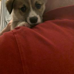 Pembroke Welsh Corgi Puppies from Kenyon Pembroke Welsh Corgis