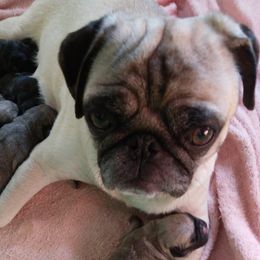 Pugs from Pappy's Pugs