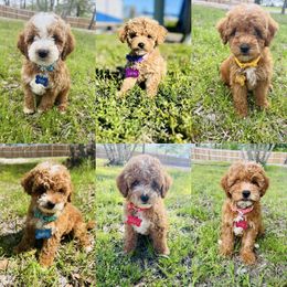 Aussiedoodle and Goldendoodle Puppies from Hot Springs Kennels