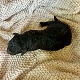 Archie - Tri-color male Bernedoodle puppy in Lancaster, Missouri from Cavapoo Acres