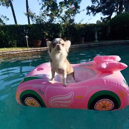 Rue 7000 - Chocolate sabled fawn male Chihuahua puppy in Naples, Florida from Naples Tiny Dogs