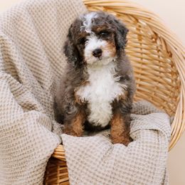 Bernedoodle and Cavapoo Puppies from Coffey House Doodles