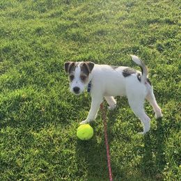 Jack Russell Terrier Puppies from Gem Dandy Jack Russell Terriers