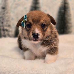 Poppy - Sable female Pembroke Welsh Corgi puppy in Austin, Texas from Cutest Corgi's of Austin