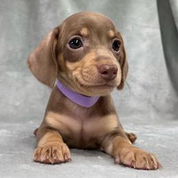 Female 1 - Chocolate and tan female Dachshund puppy in Birmingham, Alabama from LongBottomDachshunds