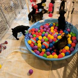 Miniature Schnauzer Puppies from Tymeless Farm