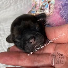 Shih Tzu Puppies from Shurbeez Shih Tzu