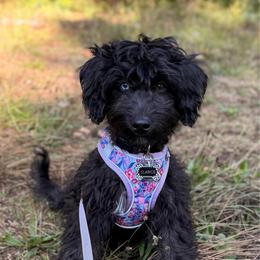 Clarice - Black and white female Aussiedoodle puppy in Mulino, Oregon from Korbella Farm