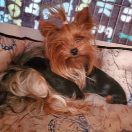 Zozo - Yorkshire Terrier