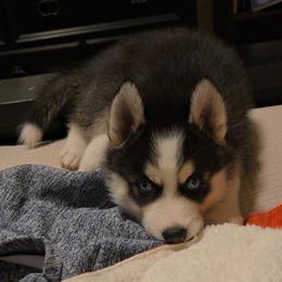 Siberian Husky Puppies from Genine Appello