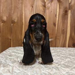 Cadillac - Black brown and white male Basset Hound puppy in Vinegar Bend, Alabama from Melanie's Basset Hounds