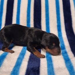 Smokey - Black and rust male Miniature Pinscher puppy in Grove, Oklahoma from K&J's Min Pins Of Grand Lake