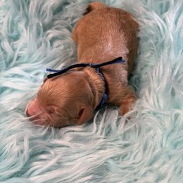 Black - Red  male Goldendoodle puppy in Boise, Idaho from Goldendoodle Baby