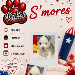 Smores - Black and white female Pomsky puppy in Spring Hill, Florida from Besties Paw Life