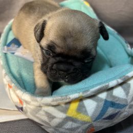 French Bulldog Puppies from Stratton Kennel