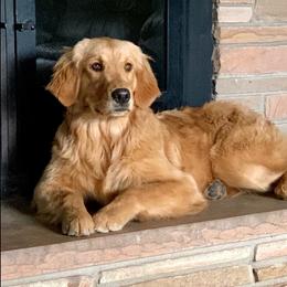 Luna - Golden Retriever