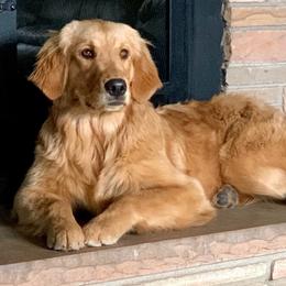 Luna - Golden Retriever