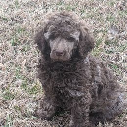 "Samson" Poodle Puppies from Rockin' Rose Standard Poodles