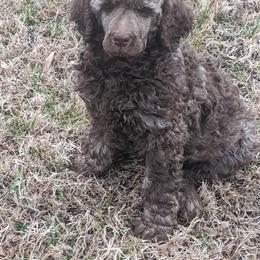 "Samson" Poodle Puppies from Rockin' Rose Standard Poodles