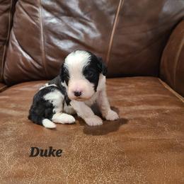 Duke - Black and white male Portuguese Water Dog puppy in Atmore, Alabama from Gulf Coast Puppies