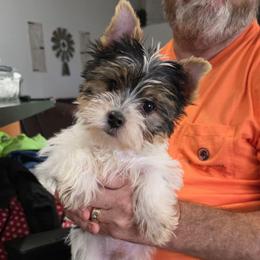 Spade - Parti male Yorkshire Terrier puppy in Lakeland, Florida from You Me & The Yorkies
