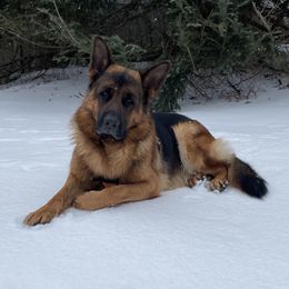 German Shepherds from Little Rive German Shepherds