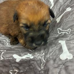 Gus - Wheaten male Soft Coated Wheaten Terrier puppy in Nokomis, Illinois from Windhill Wheatens