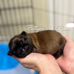 Boy 1 - Chocolate male Shih Tzu puppy in Texarkana, Texas from Buttons and Bows AKC Shih Tzu’s