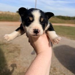 Girl 1 - Black tri-color female Australian Shepherd puppy in Cushing, Oklahoma from Little Pastures Australian Shepherds