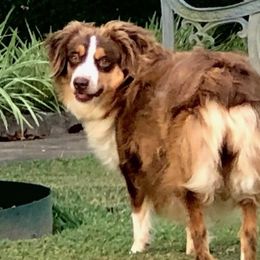 Ruby - Miniature Australian Shepherd