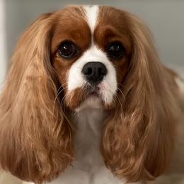 Lucy - Cavalier King Charles Spaniel