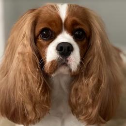 Lucy - Cavalier King Charles Spaniel