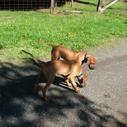Rhodesian Ridgeback Puppies from ApacheRidge Ranch