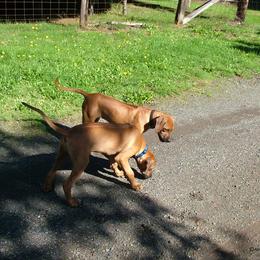 Rhodesian Ridgeback Puppies from ApacheRidge Ranch