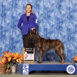 Dutch Shepherd puppies from Century Hills Farm