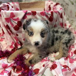 Lyra - Blue merle female Miniature Australian Shepherd puppy in Ellendale, North Dakota from Ark Acres Kennels