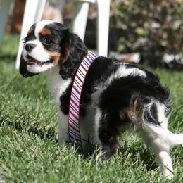 Cavalier King Charles Spaniel Puppies from Mydee Cavaliers