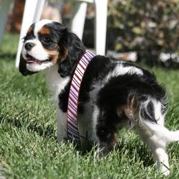Cavalier King Charles Spaniel Puppies from Mydee Cavaliers
