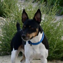 Tango - Rat Terrier