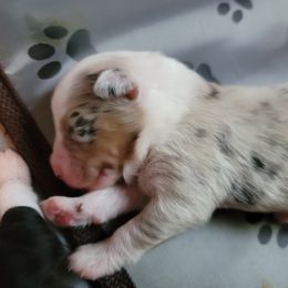 Australian Shepherd Puppies from Blissful Aussies