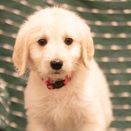 Goldendoodles and Labradoodles from ColeSouth Farms